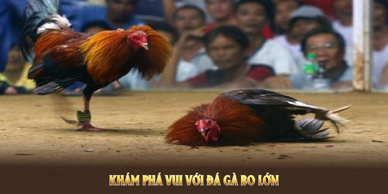 kham-pha-vui-voi-da-ga-bo-lon